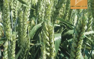 Skagen / Скаген