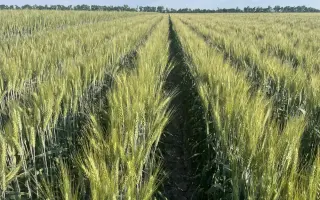 Слава Унави