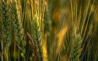 SOESKI / СОЕСКІ