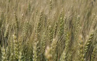 SOMTUOSO CS / СОМТЮОЗО КС