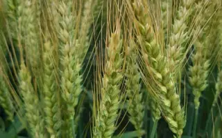 SONATINE CS / СОНАТІН КС