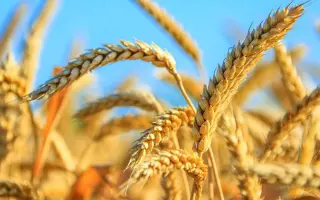 SORRIAL / СОРРІАЛ