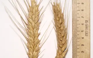 Cтатна / Статна