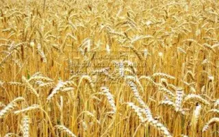 Стрітенська