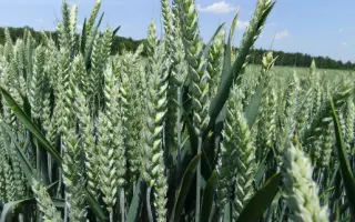 Stromboli / Стромболі