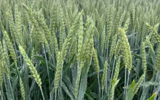 SU Mangold / СУ Манголд