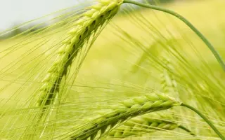 Tacitus / Тацітус