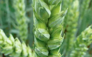 Tika Taka / Тіка Така