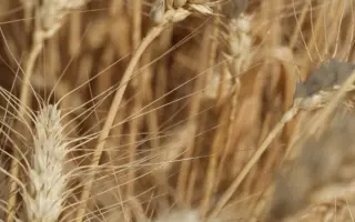 Trublion / Трубліон