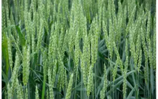 Turandot / Турандот