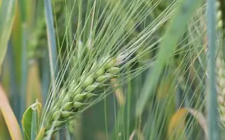 Удача одеська