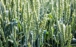 Фаворитка одеська