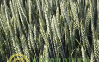 Faunus / Фаунус