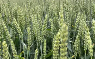 FAUSTUS / ФАУСТУС