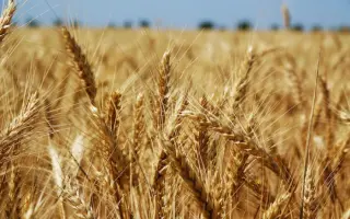 Felix / Фелікс