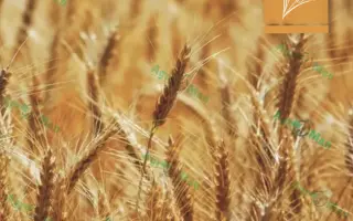 Frisky / Фріскі