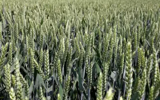 Futurum / Футурум