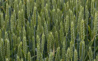 Херсонская 99 / Херсонська 99