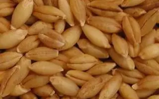 Zampano / Цампано