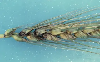 Cecilius / Цеціліус