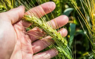 Чародійка білоцерківська