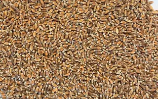 Чорноброва