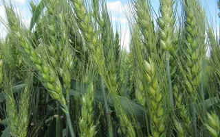 Шестопалівка