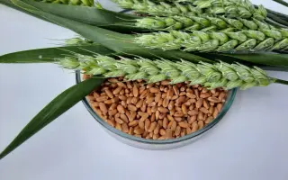 Щедрівка київська