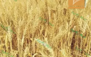 Щедрість одеська