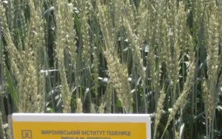 Ювіляр Миронівський