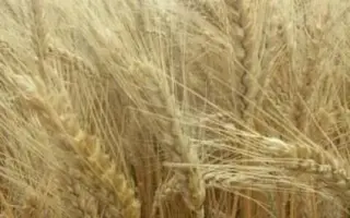 Альбатрос одесский / Альбатрос одеський