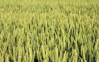 Arktis / Арктіс