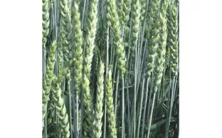 Bardotka / Бардотка