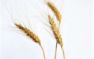 Білоцерківська напівкарликова