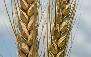 Благодарка одеська