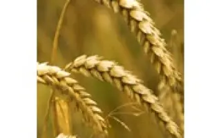 Вінничанка