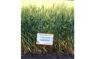 Гарантія одеська