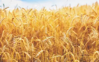 Досконалість одеська