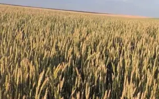 Ера одеська