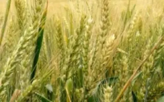 Заграва одеська