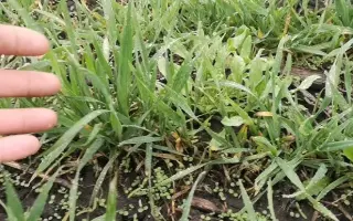 Задумка одеська