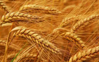 Заможність