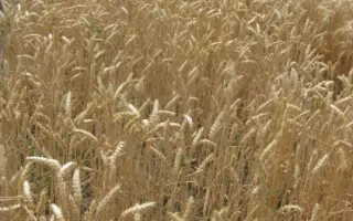 Знахідка одеська