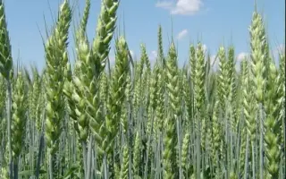 Істина одеська