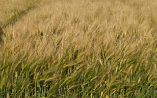 CARMINA / КАРМІНА