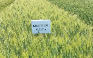 Княгиня Ольга