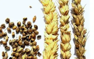 Копилівчанка