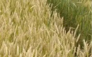 Ластівка одеська