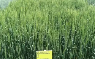 Мироновская 28 / Миронівська 28