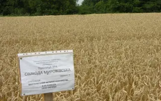 Мироновская 30 / Миронівська 30